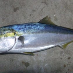 今年初青物ゲットです！＾＾