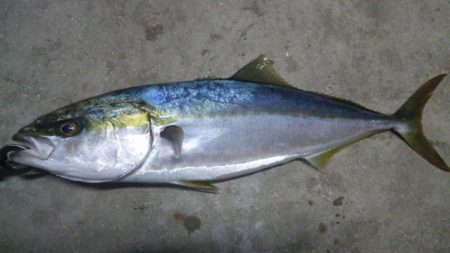 今年初青物ゲットです！＾＾