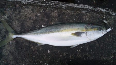 煙樹ヶ浜で、メジロ