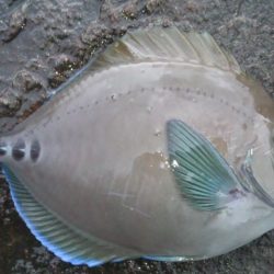 地磯釣行してきました！