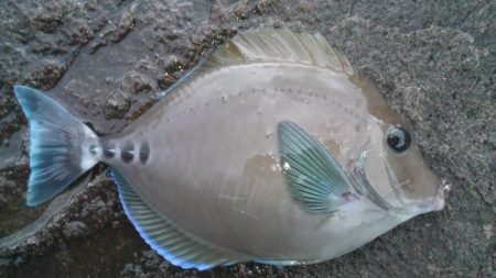 地磯釣行してきました！