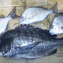 河口にて、チヌフカセ！