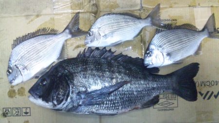 河口にて、チヌフカセ！