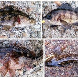 ライトゲームで五目釣り