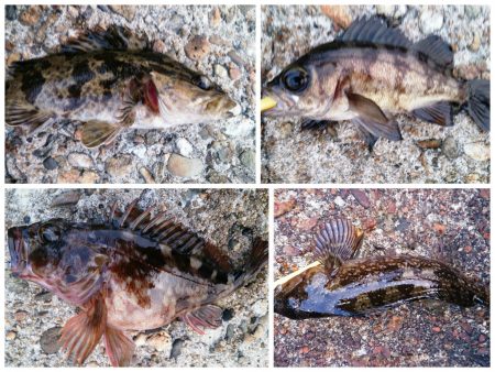 ライトゲームで五目釣り