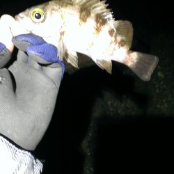 単独メバリング