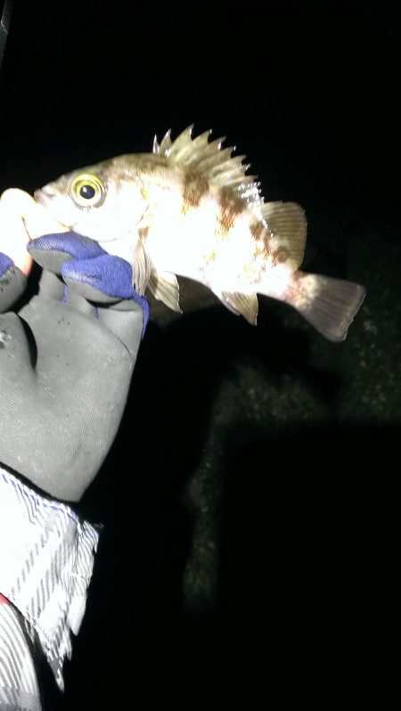 単独メバリング