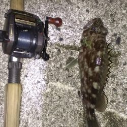 尼崎ガシラ 喰いの悪さに対応してボウズ逃れ成功