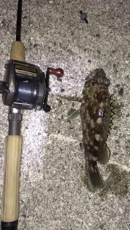 尼崎ガシラ 喰いの悪さに対応してボウズ逃れ成功