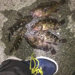 ズボと胴突き ガシラが好きなのは？