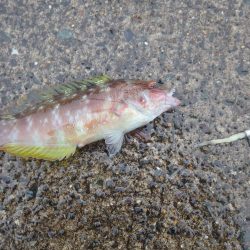 喜多メバル＆ガシラ偵察