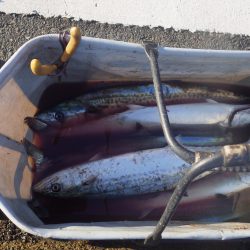 舞鶴湾サゴシ回っています。