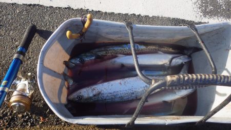 舞鶴湾サゴシ回っています。