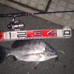 舞鶴湾サゴシ続報