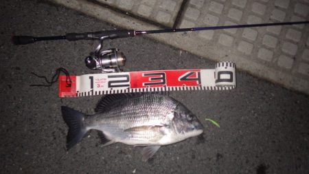 舞鶴湾サゴシ続報