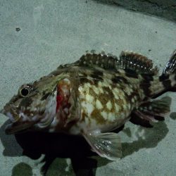 大阪湾奥でのガシライング　アツ過ぎです！