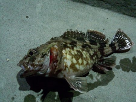 大阪湾奥でのガシライング　アツ過ぎです！