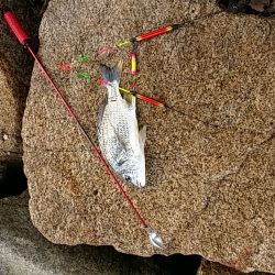 高砂でフカセ　辛うじてボウズ逃れ