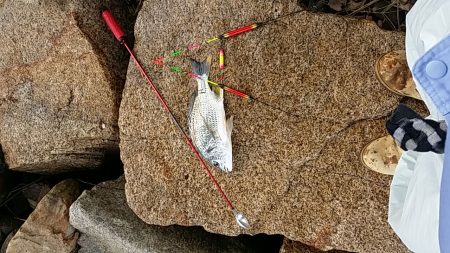 高砂でフカセ　辛うじてボウズ逃れ