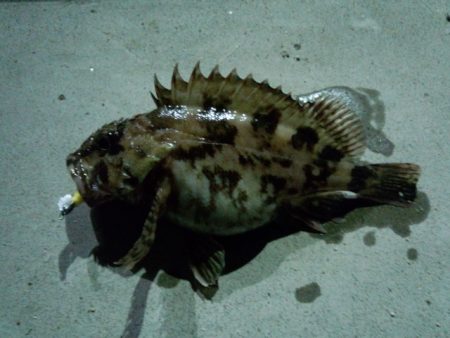 大阪湾奥ガシリング行ってきました！