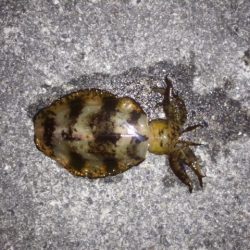 小さなサイズでしたが釣れて良かった！