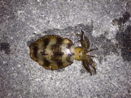 小さなサイズでしたが釣れて良かった！