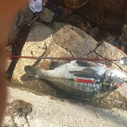 汐見埠頭 フカセ釣りで初の年無し!?