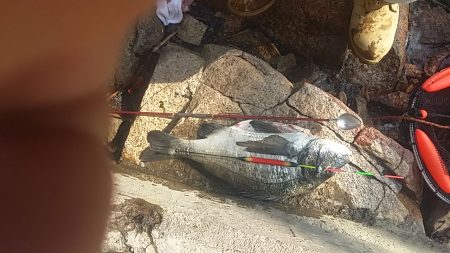 汐見埠頭 フカセ釣りで初の年無し!?