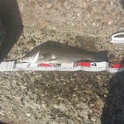 高砂でエビ撒き釣り　でも物足りない(泣)