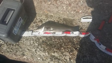 高砂でエビ撒き釣り　でも物足りない(泣)