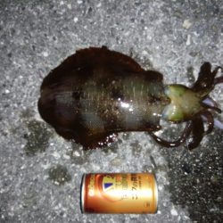 大きいの求めて行って来ましたが残念