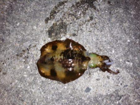 またしてもサイズアップならず残念！