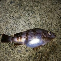 爆風の中でのメバリング