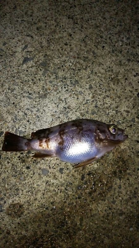 爆風の中でのメバリング