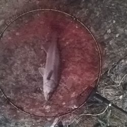 ボウズ逃れで精一杯(泣)