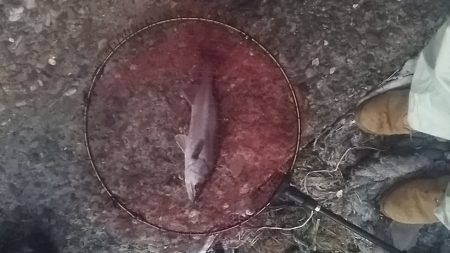 ボウズ逃れで精一杯(泣)