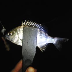 爆風の中でのメバリング 浅茂川