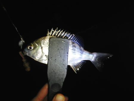 爆風の中でのメバリング 浅茂川