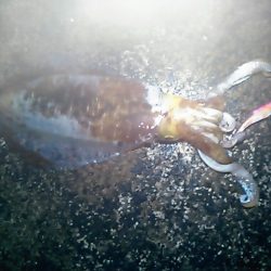 キロアップのアオリイカ！