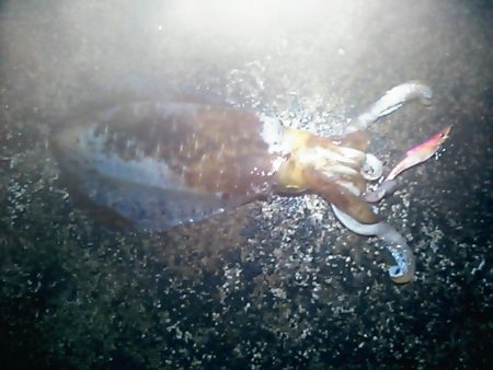 キロアップのアオリイカ！