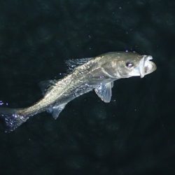 ライトワインドで良型メバル♪