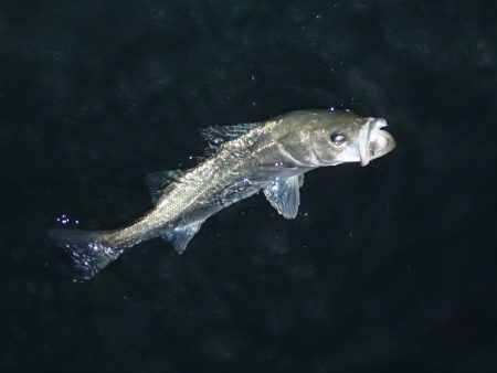 ライトワインドで良型メバル♪