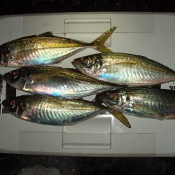 カゴ釣りで良型アジ釣れてます！！