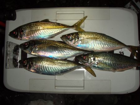 カゴ釣りで良型アジ釣れてます！！