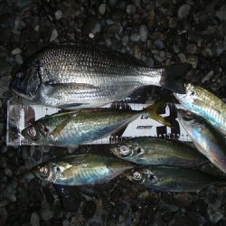 カゴ釣りで両型アジとチヌ！！