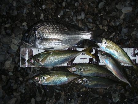 カゴ釣りで両型アジとチヌ！！