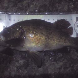 泉南メバリング　離岸流でキープサイズ８尾