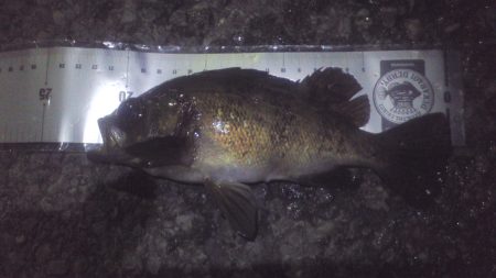 泉南メバリング　離岸流でキープサイズ８尾