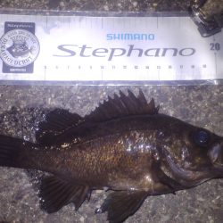 小島周辺の海岸にエントリーしメバルの居場所を調査