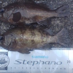 小島漁港　すがすがしい風の朝にメバリング